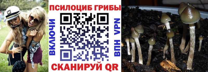 Купить закладки  Сольцы  Псилоцибиновые грибы мицелий 